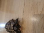 Hermanns : Male approx 12 years old (Sean)